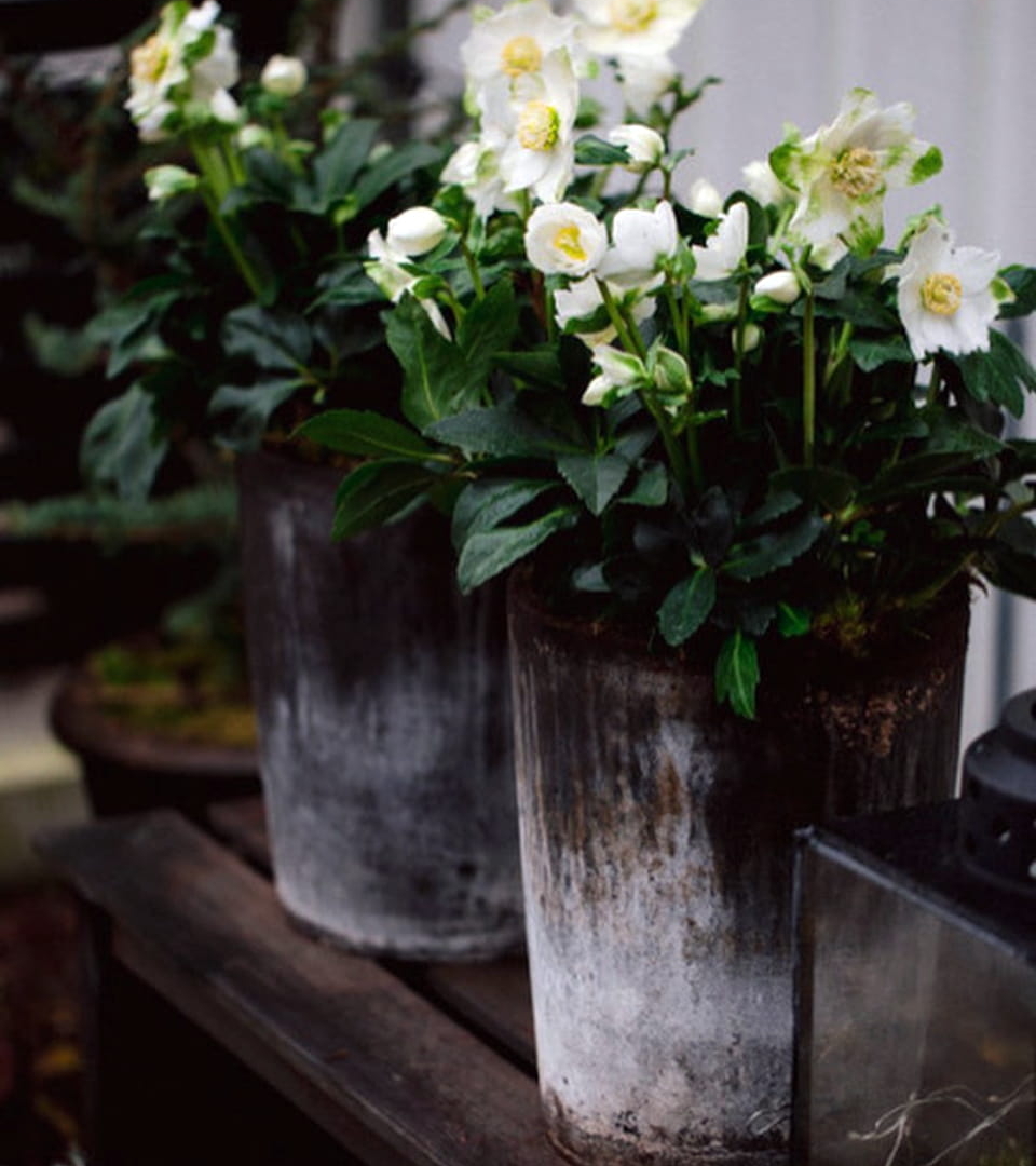 FIORI BLUMENSTYLISTEN Helleborus Christrose